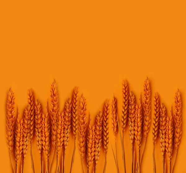 Oranje spikelets op een oranje achtergrond. Gekleurde spikelets — Stockfoto