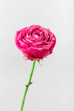 Pion şeklindeki güller odakta tam beyaz arka plan üzerinde izole. Pembe Gül pion şeklinde. Çiçekler St. Valentine's gün ve 8 Mart için. Gül