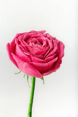 Pion şeklindeki güller odakta tam beyaz arka plan üzerinde izole. Pembe Gül pion şeklinde. Çiçekler St. Valentine's gün ve 8 Mart için. Gül