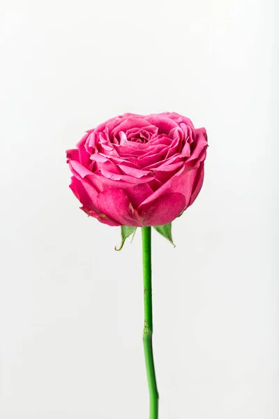 Pion şeklindeki güller odakta tam beyaz arka plan üzerinde izole. Pembe Gül pion şeklinde. Çiçekler St. Valentine's gün ve 8 Mart için. Gül