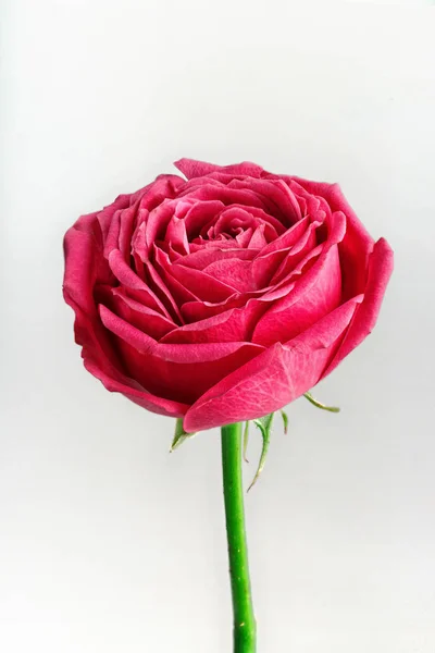 Pion şeklindeki güller odakta tam beyaz arka plan üzerinde izole. Pembe Gül pion şeklinde. Çiçekler St. Valentine's gün ve 8 Mart için. Gül