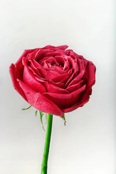 Pion şeklindeki güller odakta tam beyaz arka plan üzerinde izole. Pembe Gül pion şeklinde. Çiçekler St. Valentine's gün ve 8 Mart için. Gül