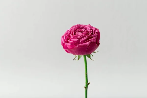 Pion şeklindeki güller odakta tam beyaz arka plan üzerinde izole. Pembe Gül pion şeklinde. Çiçekler St. Valentine's gün ve 8 Mart için. Gül