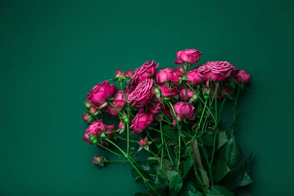 Pionenförmige Rosen, ein Strauß pionenförmiger Rosen auf farbigem Hintergrund, rosa pionenförmige Rosen. Geschenk zum Valentinstag und zum 8. März Rosen — Stockfoto