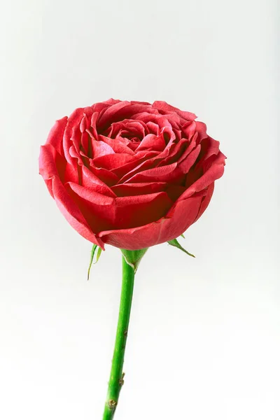Pion şeklindeki güller odakta tam beyaz arka plan üzerinde izole. Pembe Gül pion şeklinde. Çiçekler St. Valentine's gün ve 8 Mart için. Gül
