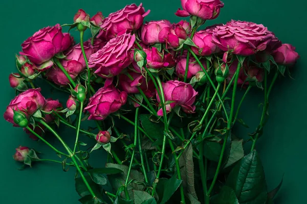 Pionenförmige Rosen, ein Strauß pionenförmiger Rosen auf farbigem Hintergrund, rosa pionenförmige Rosen. Geschenk zum Valentinstag und zum 8. März Rosen — Stockfoto