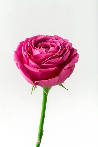 Pion şeklindeki güller odakta tam beyaz arka plan üzerinde izole. Pembe Gül pion şeklinde. Çiçekler St. Valentine's gün ve 8 Mart için. Gül