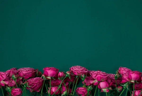 Pionenförmige Rosen, ein Strauß pionenförmiger Rosen auf farbigem Hintergrund, rosa pionenförmige Rosen. Geschenk zum Valentinstag und zum 8. März Rosen — Stockfoto