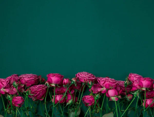 Pionenförmige Rosen, ein Strauß pionenförmiger Rosen auf farbigem Hintergrund, rosa pionenförmige Rosen. Geschenk zum Valentinstag und zum 8. März Rosen — Stockfoto