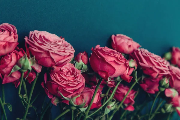 Pionenförmige Rosen, ein Strauß pionenförmiger Rosen auf farbigem Hintergrund, rosa pionenförmige Rosen. Geschenk zum Valentinstag und zum 8. März Rosen — Stockfoto