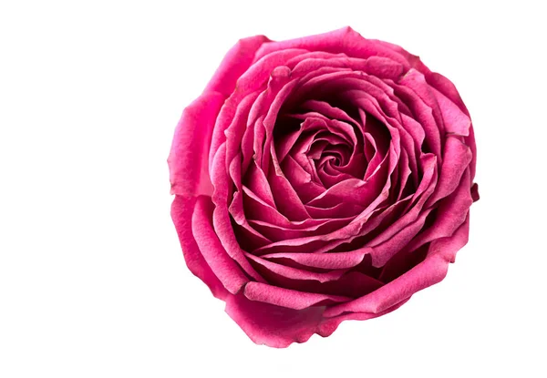 Pion şeklindeki güller odakta tam beyaz arka plan üzerinde izole. Pembe Gül pion şeklinde. St. Valentine's gün ve 8 Mart için çiçekler