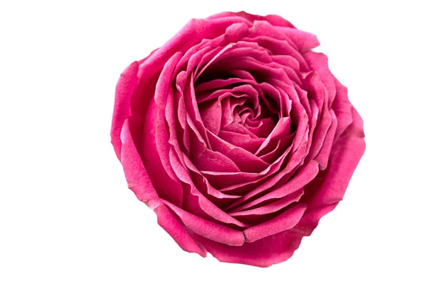 Pion şeklindeki güller odakta tam beyaz arka plan üzerinde izole. Pembe Gül pion şeklinde. St. Valentine's gün ve 8 Mart için çiçekler