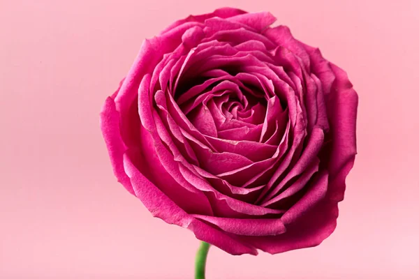 Pion şeklindeki güller odakta tam beyaz arka plan üzerinde izole. Pembe Gül pion şeklinde. St. Valentine's gün ve 8 Mart için çiçekler