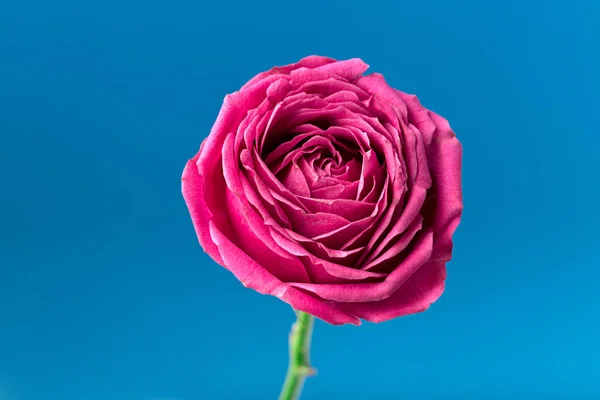 Pion şeklindeki güller odakta tam beyaz arka plan üzerinde izole. Pembe Gül pion şeklinde. St. Valentine's gün ve 8 Mart için çiçekler