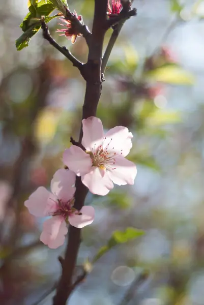 Blumen Schönheit Super Farben — Stockfoto