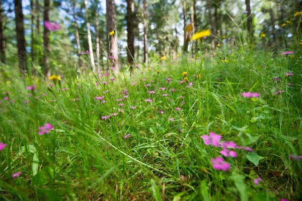 ormanda seyahat