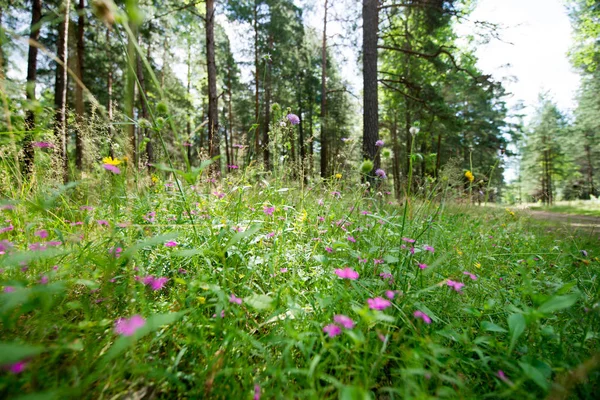 ormanda seyahat