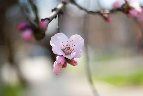 Fiori Estate Colori Esterni — Foto Stock