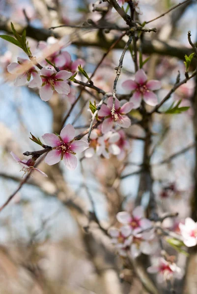 Fleurs Été Couleurs Extérieures — Photo