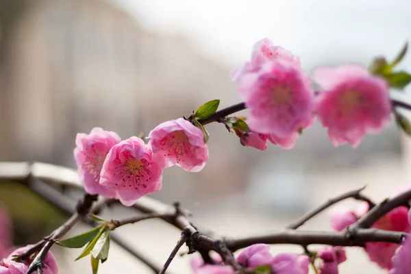 Fleurs Été Couleurs Extérieures — Photo