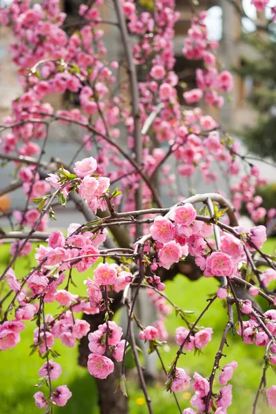 Fiori Estate Colori Esterni — Foto Stock