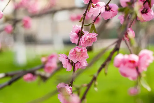 Fleurs Été Couleurs Extérieures — Photo