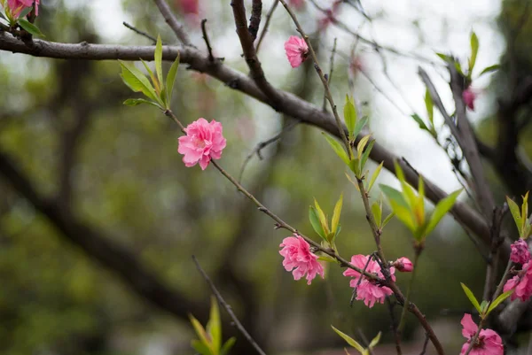 Flowers Summer Outdoor Colors — Stock Photo, Image