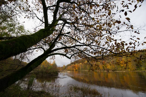 Sonbahar riga açık peyzaj