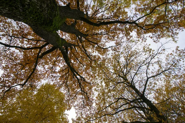 Sonbahar riga açık peyzaj