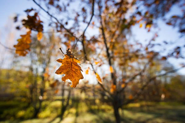 Sonbahar riga açık peyzaj
