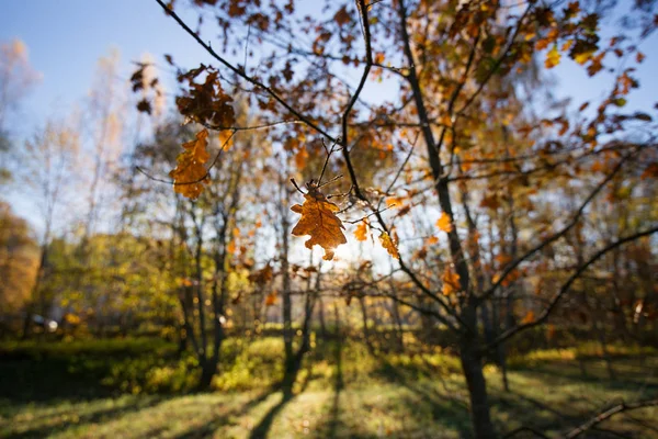 Riga Otoño Paisaje Aire Libre — Foto de Stock