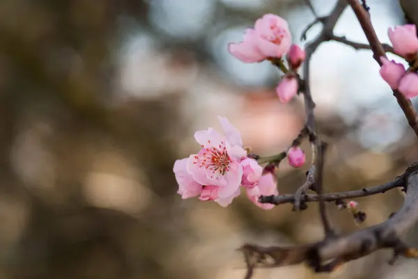 Fleurs Été Couleurs Extérieures — Photo