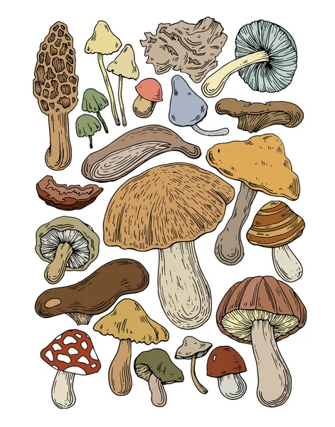 Cogumelos Alimento Fungo Natural — Vetor de Stock