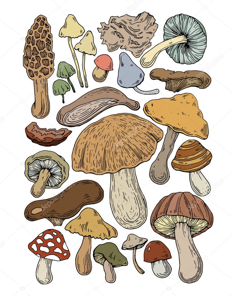 mushrooms food natural fungus