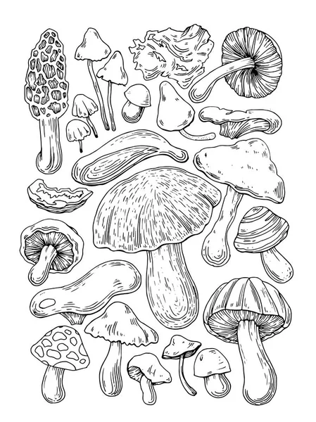 Hand Drow Mushrooms Sketch — Stock Vector