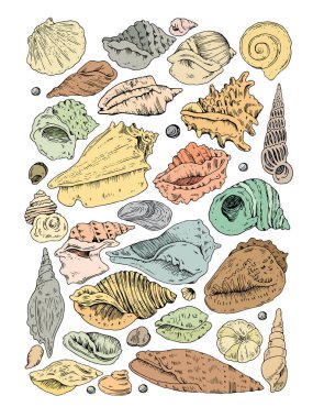 el drow deniz kabuklarını Renk eskiz