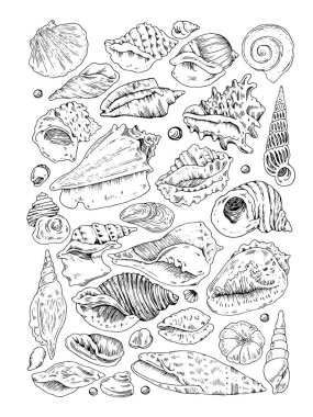 el drow deniz kabuklarını kroki