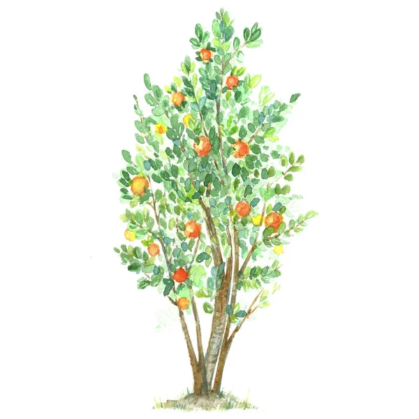Pomarańczowe drzewa — Zdjęcie stockowe