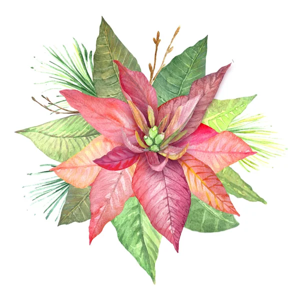 Fleurs aquarelle poinsettia . — Photo