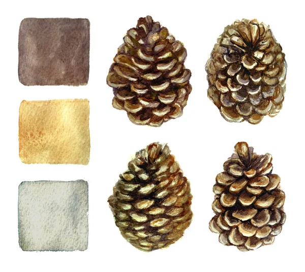 Watercolor set of cedar cones. — Stock Photo, Image