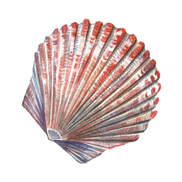 Sea shell geschilderd in aquarel. Illustraties van zeeschelpen op een w — Stockfoto