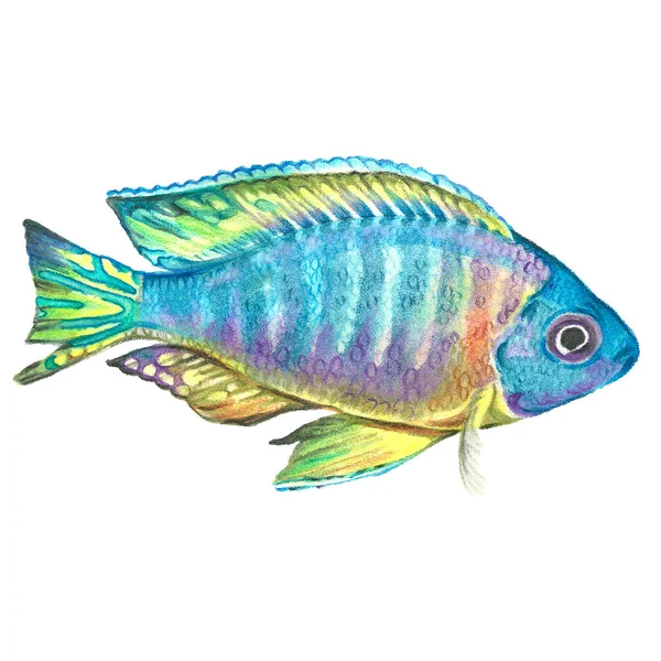 Acuarela dibujado a mano peces tropicales sobre un fondo blanco — Foto de Stock