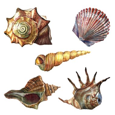 Deniz kabukları koleksiyonu suluboya ile boyalı. 