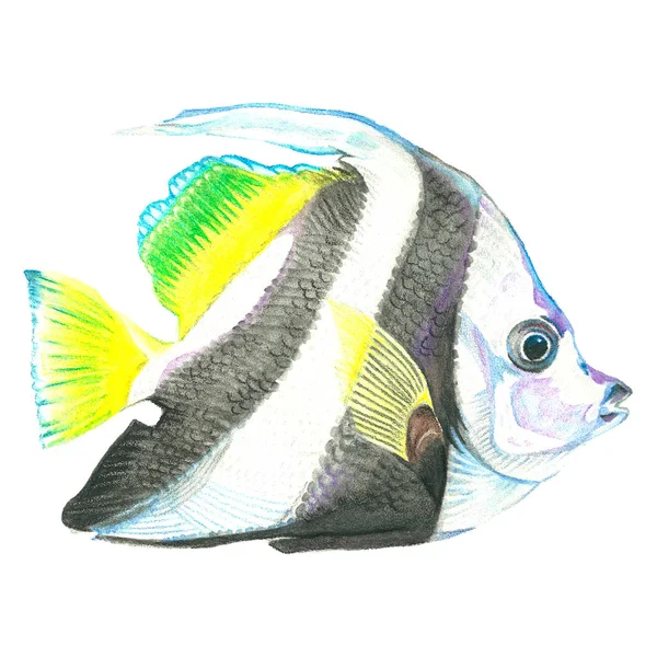 Aquarelle poisson tropical dessiné à la main sur un fond blanc — Photo