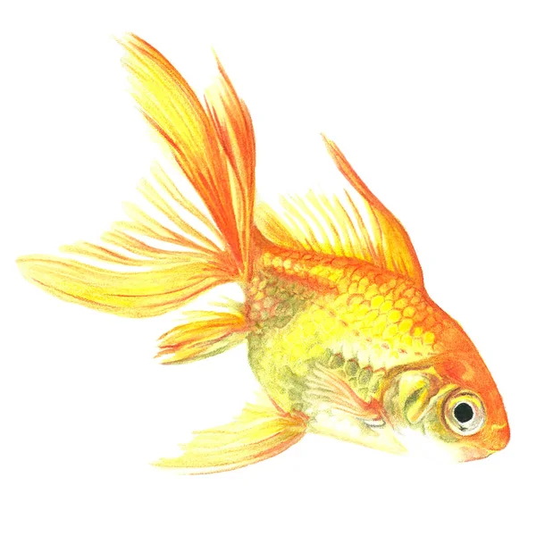 Watercolor hand drawn tropical fish on a white background — Stock Photo, Image