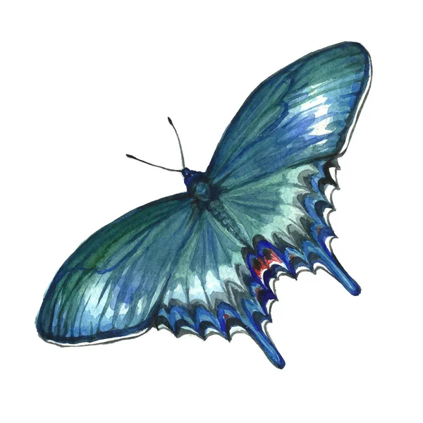Image aquarelle d'un papillon sur fond blanc . — Photo