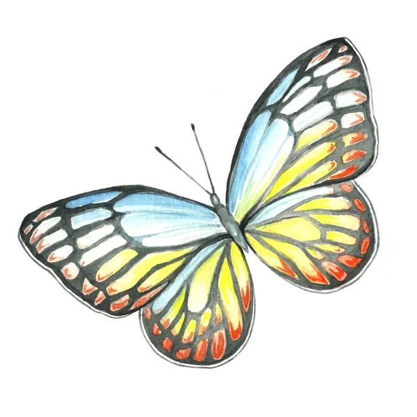 Image aquarelle d'un papillon sur fond blanc . — Photo