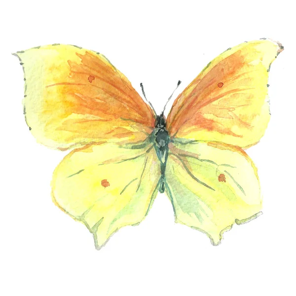 白地に蝶の水彩画のイメージ. — ストック写真
