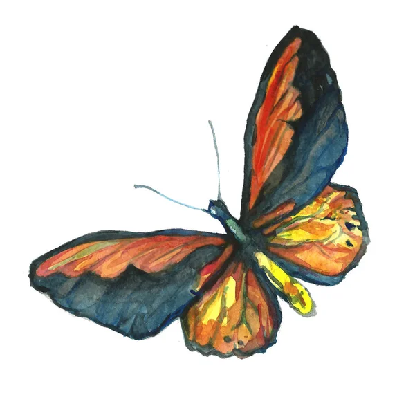 Image aquarelle d'un papillon sur fond blanc . — Photo