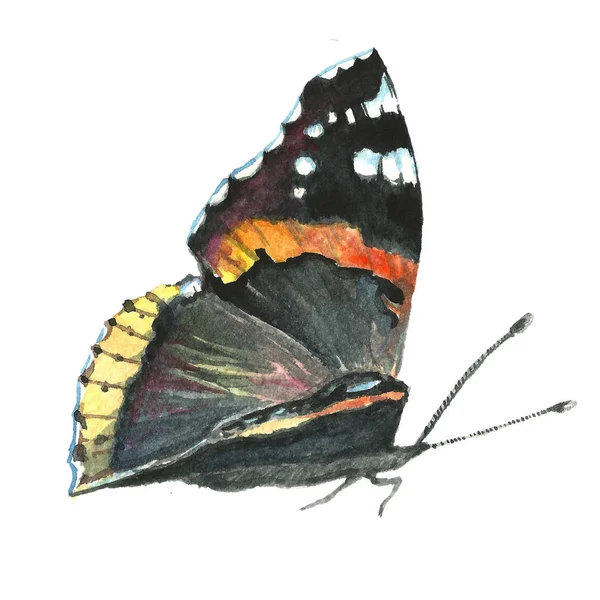 Image aquarelle d'un papillon sur fond blanc . — Photo